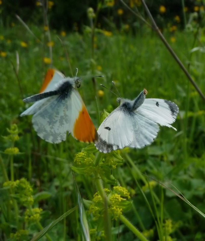 il balletto dell''Aurora